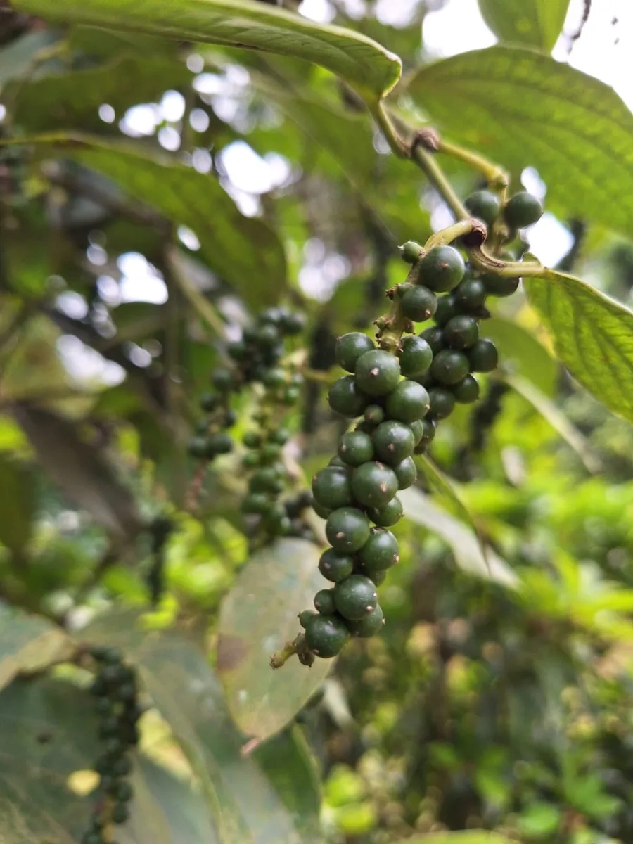 Black pepper vine on the Cheeral Green farm
