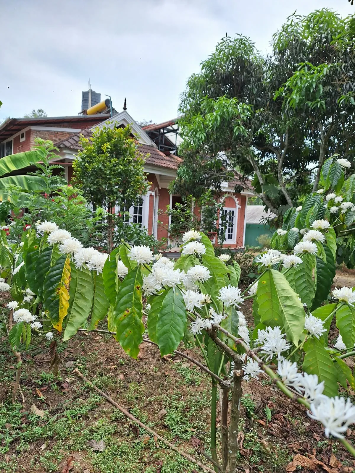 Coffee plant in bloom on the Cheeral Green farm, homestay in the background