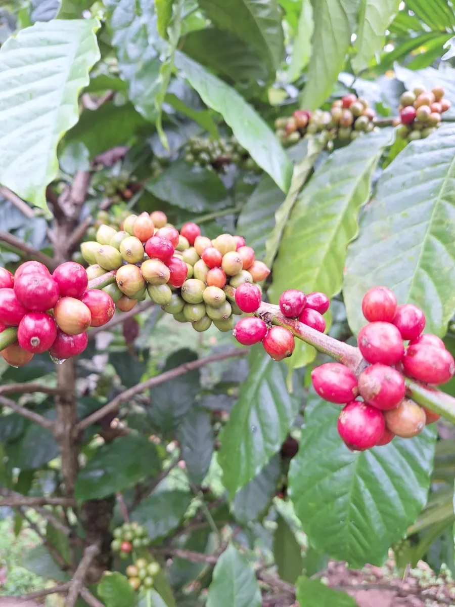 Ripe coffee cherries on the Cheeral Green farm