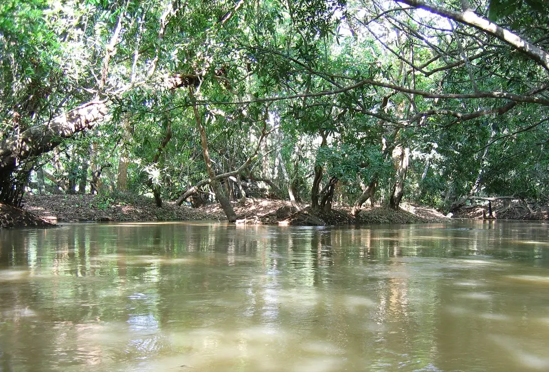 A quiet channel of the Kabini river running through forest at Kuruva Island, Wayanad