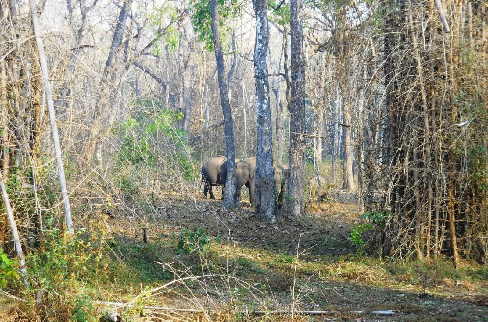 Forest and grassland inside Muthanga, part of the Wayanad Wildlife Sanctuary