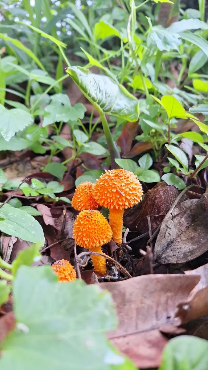 Wild mushroom growing on the Cheeral Green farm floor